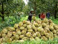 Sầu riêng Việt Nam bứt phá ngoạn mục, lập kỷ lục xuất khẩu sang Trung Quốc