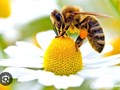 Người thợ mộc đam mê nghề ong và khát vọng xây dựng sản phẩm OCOP
