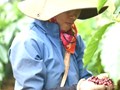 Không gian kiến tạo và nâng tầm vị thế cà phê Việt Nam trên thị trường quốc tế