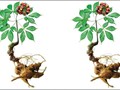 Sâm Ngọc Linh trong xu hướng phòng ngừa và nâng cao sức khỏe thời hiện đại