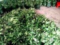 Rau lủi: Từ rau rừng thành sinh kế của người dân nơi đại ngàn