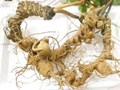 Từ dược liệu quý đến ngành kinh tế tỷ đô: Kỳ vọng mới với sâm Ngọc Linh