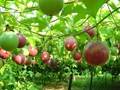 Chanh leo Việt Nam vươn mình "đại công phá" thị trường tỷ dân