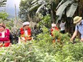 Trồng dược liệu dưới tán rừng phải gắn với sinh kế,giữ rừng