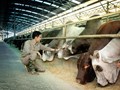 Tập đoàn Hòa Phát dẫn đầu thị trường bò Úc, khẳng định lợi thế cạnh tranh cao cấp