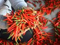 Không phải sầu riêng, đây mới là loại quả mang về trăm tỷ cho Việt Nam