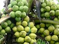 Dừa Việt – “sản vật tỷ USD” vươn tầm thế giới