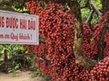 Gia Lai: Vườn dâu da đỏ gần 50 năm tuổi hút khách du lịch, mỗi cây cho vài tạ quả