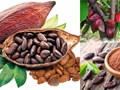 Ca cao Việt: Top ngon thế giới, vỏ quả thành tài nguyên xanh
