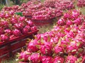 Thanh long Việt xuất khẩu trăm triệu USD: Giá trị gia tăng lại chảy ra nước ngoài?