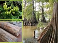 Loài cây quý hiếm bậc nhất Việt Nam: Gỗ thơm, trị bệnh, giá hàng trăm triệu đồng