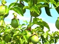 Hợp tác xã: Trụ cột liên kết chuỗi giá trị chanh leo ở Đắk Lắk