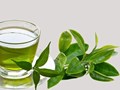Chè xanh: Vị thanh khiết của sức khỏe và sự an yên