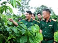Cà phê 15 và bản lĩnh người lính giữa dòng chảy phát triển bền vững