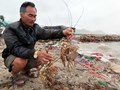 Không thể để người nuôi tôm hùm mãi “trắng tay” sau mỗi mùa bão lũ