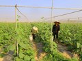 Khơi dậy khát vọng lập nghiệp trên đồng đất quê hương