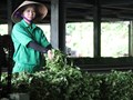 Nghệ An: Phát triển chuỗi giá trị OCOP xanh – Tăng trưởng không đánh đổi môi trường