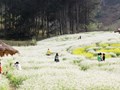 Sơn La: Mê mẩn những cánh đồng hoa cải ở Vân Hồ