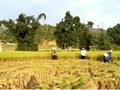 Hòa Bình: Huyện Đà Bắc vượt qua khó khăn, phát triển kinh tế ổn định trong quý 1 năm 2023
