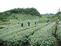 Hòa Bình: Phát triển thương hiệu cây chè Shan tuyết Pà Cò 