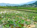 Lào Cai: Trồng sen - hướng đi mới trong chuyển đổi cơ cấu cây trồng ở Bát Xát