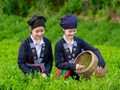 Thái Nguyên: Ấn tượng về cuộc thi ảnh “Sắc màu vùng chè” 