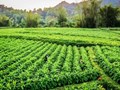 Phát triển vùng nguyên liệu ở Cao Bằng: Nền móng cho nông nghiệp xanh và bền vững