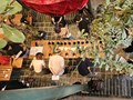 HQJ Coffee School: Tiên phong đưa cà phê Việt vươn tầm thế giới