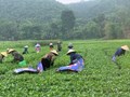 Nông dân Hương Sơn tất bật thu hoạch vụ chè xuân