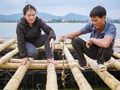 Quảng Bình: Đầu tư hàng tỷ đồng,  nuôi hàu đại dương ở cửa sông Gianh
