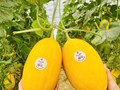 Nghệ An đẩy mạnh ứng dụng công nghệ cao trong sản xuất nông nghiệp