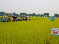 HADICO ĐẨY MẠNH GIỐNG LÚA CHẤT LƯỢNG CAO: BƯỚC ĐI CHIẾN LƯỢC CHO NÔNG NGHIỆP XANH
