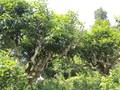 Nâng tầm giá trị trà Shan tuyết, đưa sản phẩm chinh phục thị trường