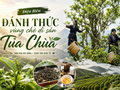 Điện Biên - Đánh thức vùng chè di sản Tủa Chùa