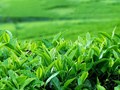 Ngành chè Việt Nam tìm đường nâng giá trị bằng phân khúc chất lượng cao