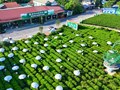 Chè Thái Nguyên minh bạch hóa nguồn gốc chè