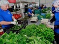 Nông nghiệp Hà Nội: Hành trình vươn mình mạnh mẽ và khẳng định thương hiệu