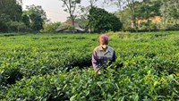 Nhãn hiệu chứng nhận: Lối mở mới cho giá trị cây chè Phú Thọ