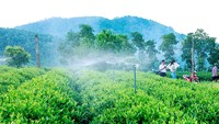 IPM và IPHM: Nền tảng khoa học cho hành trình sản xuất chè hữu cơ bền vững tại Thái Nguyên
