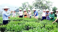 HTX Chè: Cầu nối xanh giữa nông nghiệp, văn hóa và du lịch