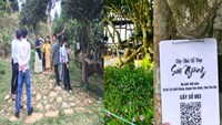 Shan Tuyết Việt Nam: Minh bạch nguồn gốc để gõ cửa thị trường thế giới