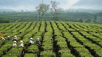Xuất khẩu chè sang Mỹ lập đỉnh giá mới 