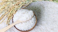 Gạo Việt vào EU nhờ EVFTA mở đường