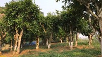 Hành trình vượt đỉnh Pha Đét tìm về di sản chè cổ thụ Tây Bắc