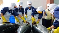 Xuất khẩu cá ngừ sang Mỹ và EU tăng trở lại