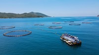 Hoàn thiện khung pháp lý cho kinh tế biển: Mở đường cho nuôi trồng thủy sản quy mô lớn