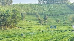 Chính sách nông nghiệp xanh: Cơ hội mới cho người trồng chè