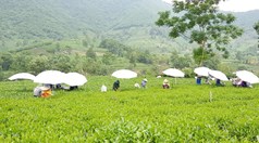 Số hóa chuỗi giá trị: Hướng đi tất yếu của ngành chè Việt Nam