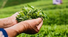 Khi thổ nhưỡng và khí hậu định đoạt phẩm vị tự nhiên