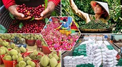 Bức tranh nông nghiệp 9 tháng năm 2026: Năng suất bù diện tích và làn sóng chuyển dịch cơ cấu